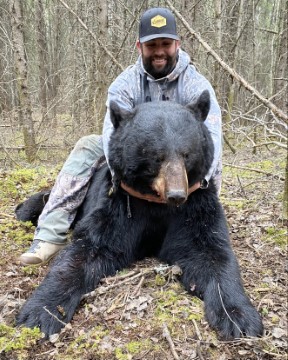 Black Bear