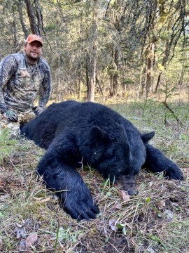 Black Bear