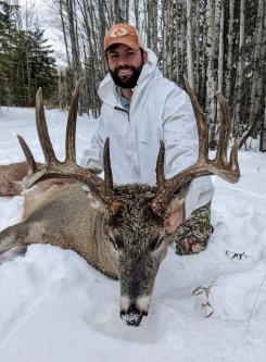 Whitetail Deer